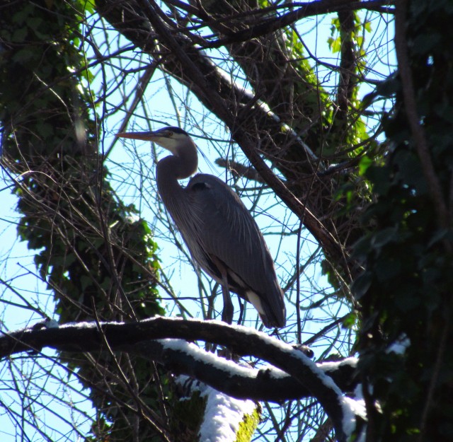 Heron in a tree