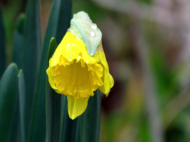 February daffodil at Pony Pasture