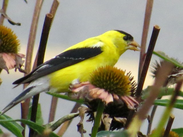 That's a goldfinch - isn't that just a pretty thing to see in the parking lot of a grocery store? So pleasant. 