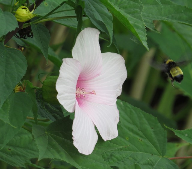 Marsh Mallow - see that bee coming in from the right? So much fun. 