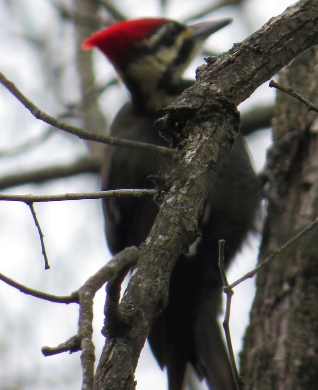Stick in good focus, blurred woodpecker behind it