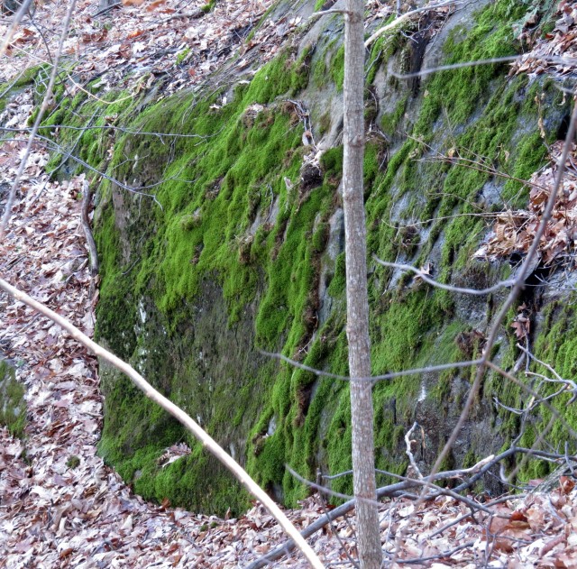 Moss on granite