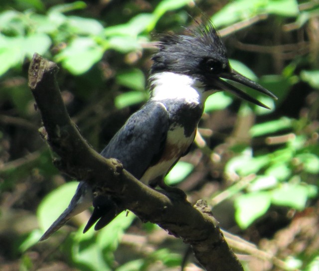 Belted kingfisher (Megaceryle alcyon)