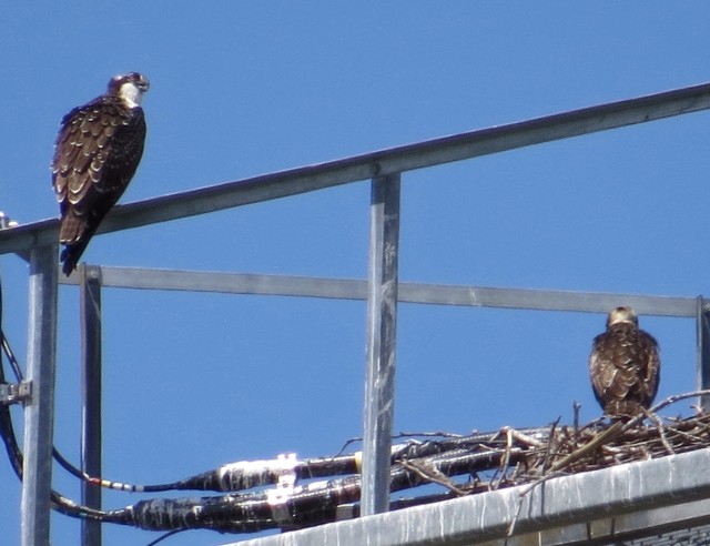 Two ospreys on a nest; I think that's a cell phone tower. 