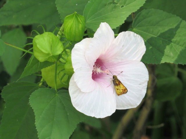 Moth visiting a flower at  Pony Pasture this morning