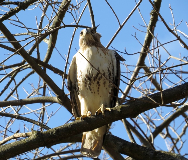 Terrific Red-tail picture by Ethan - excellent job! 
