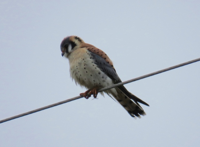 American Kestrel - what a treat that was. 