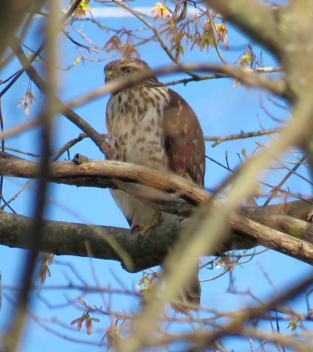 This marks one full year of Red-tailed hawks on Westbury Drive. I am so amazed and so gratified. 