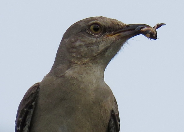 Mockingbird eating an insect in the church parking lot. 