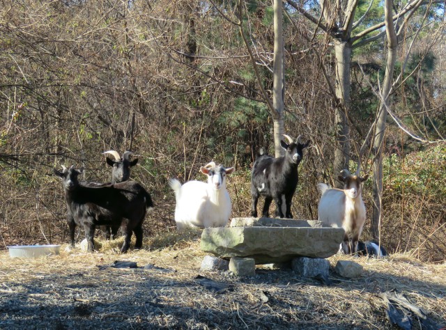 Goats staring at us staring at them